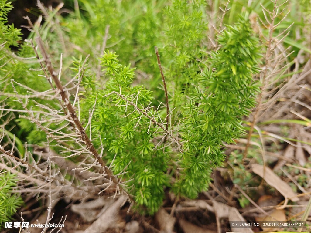 嫩绿植物生机盎然
