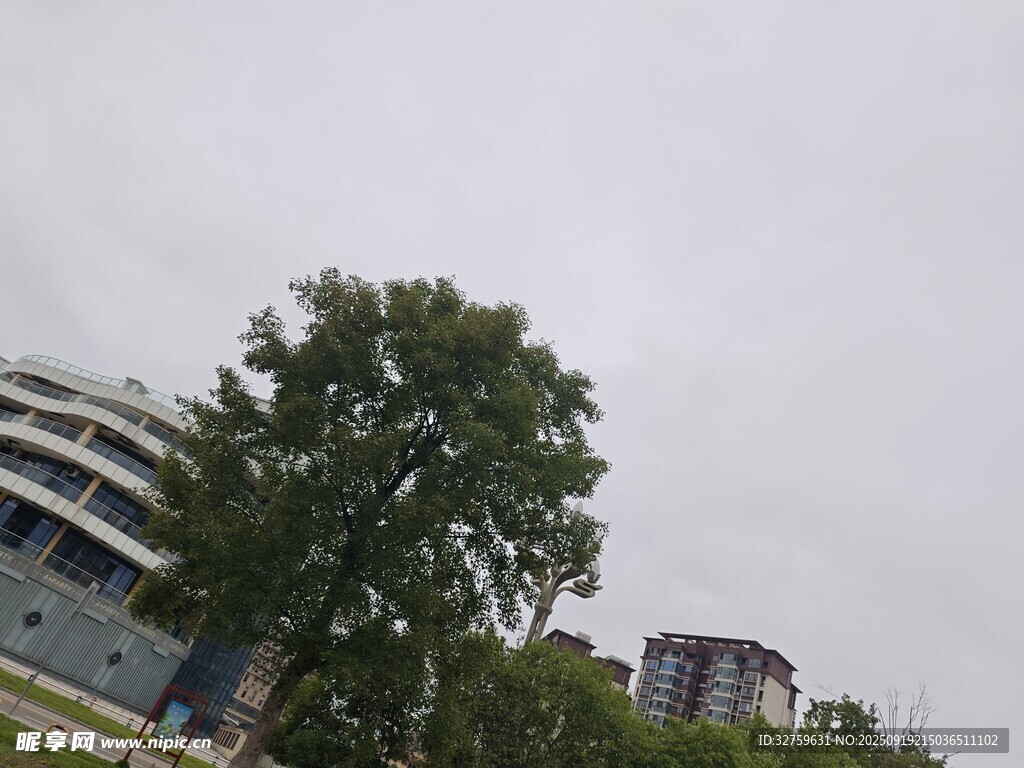 城市绿树旁的现代建筑