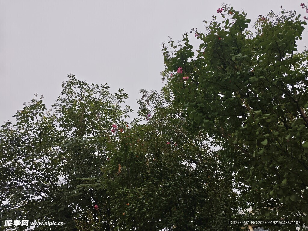 树梢绿意