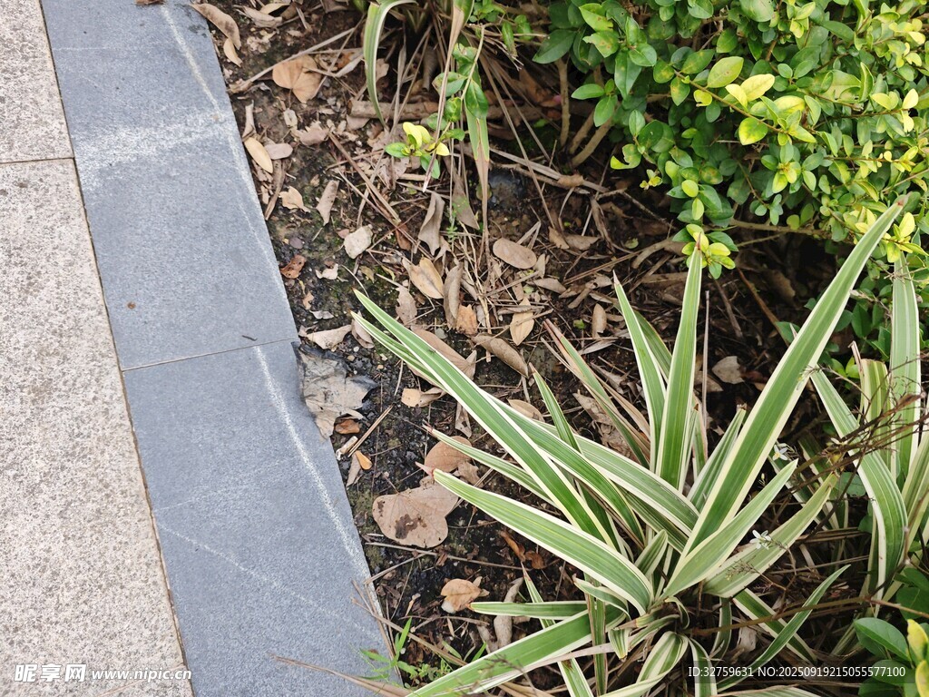 路边绿植景观
