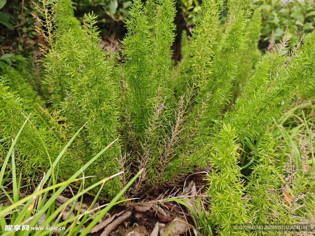 翠绿丛生植物特写