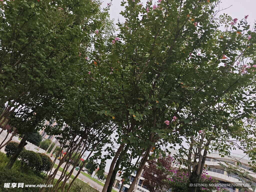 绿树成荫的户外景象