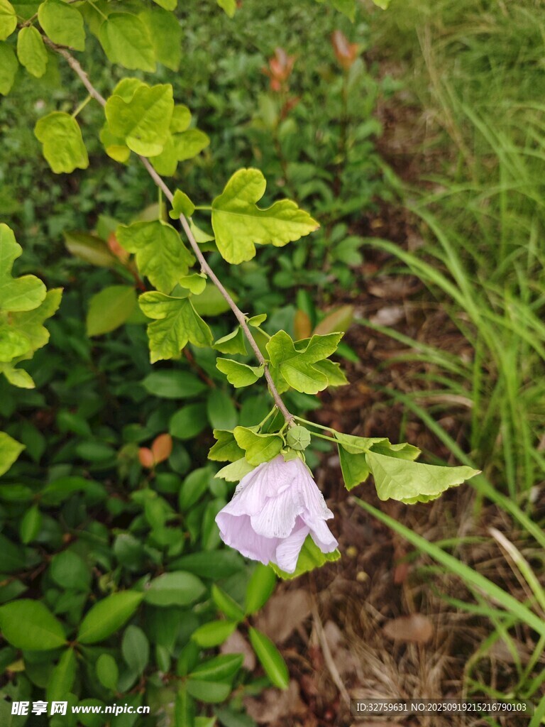绿叶丛中的淡紫色小花