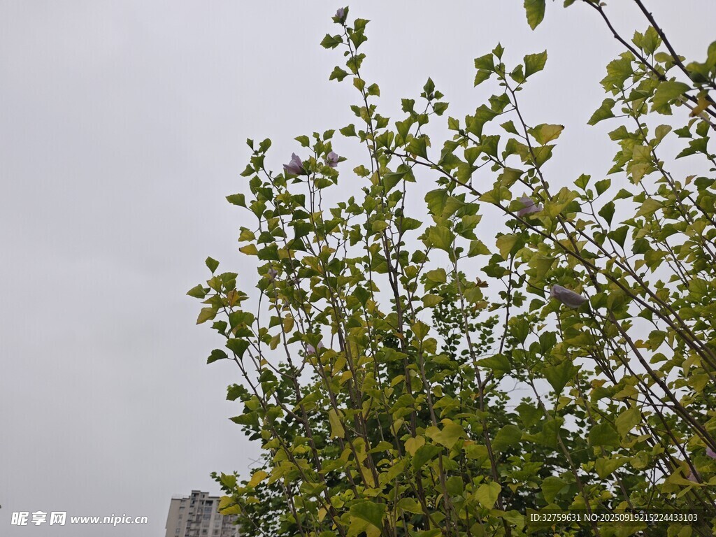 绿叶繁茂的树木