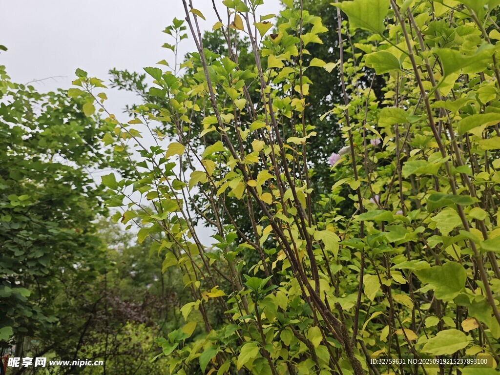 绿意盎然的繁茂树林