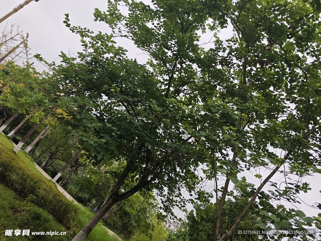 绿树成荫的户外景致