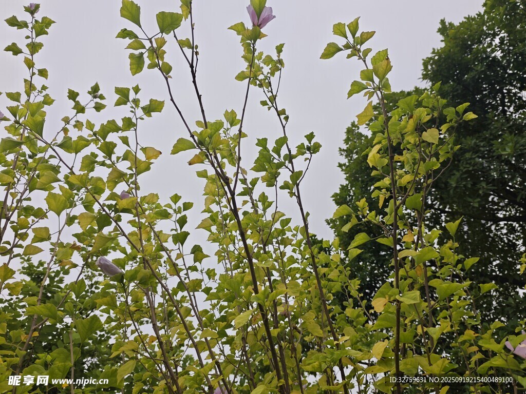 春日嫩绿树枝与繁茂绿树