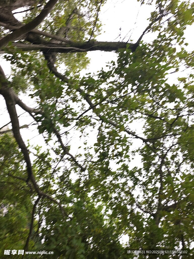 仰视繁茂树枝与绿叶
