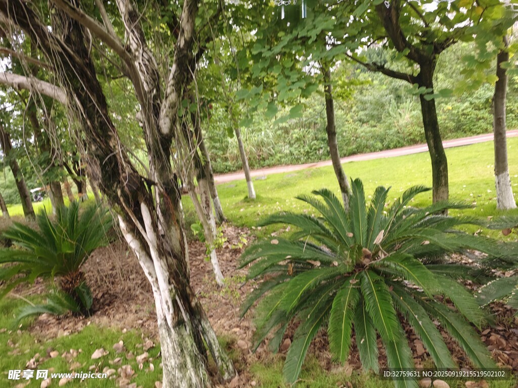 林间葱郁绿植景观