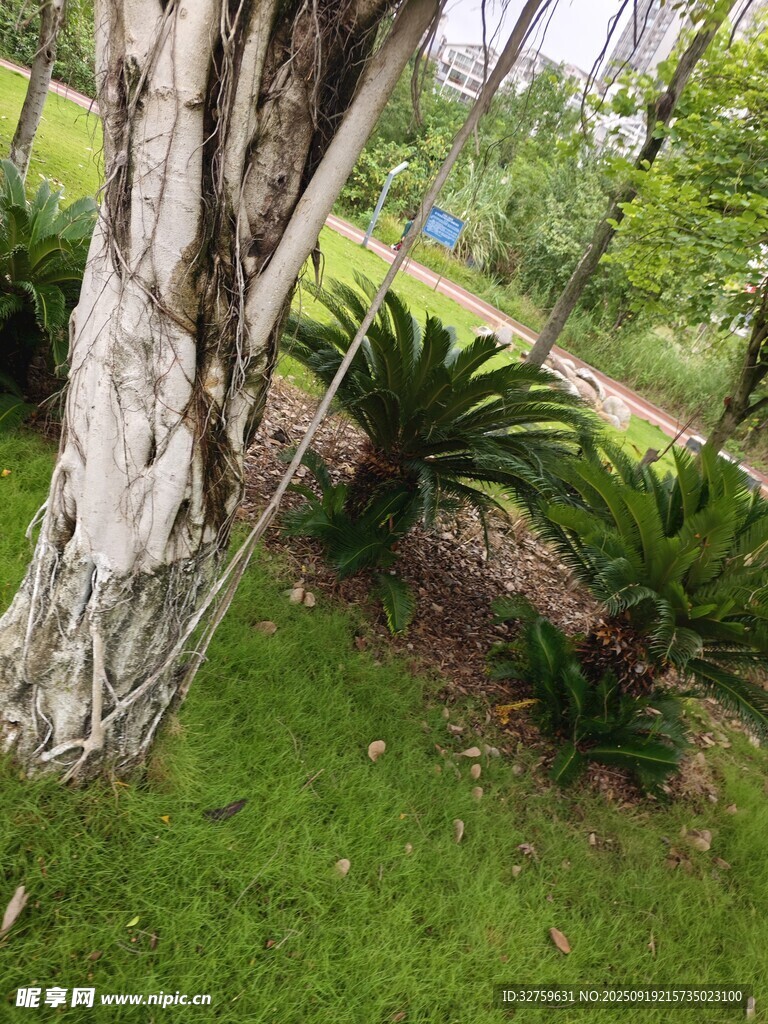 树下绿植景观
