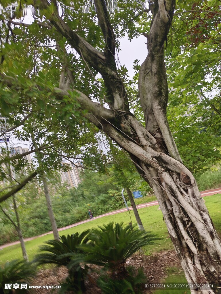 盘根错节的奇特树木