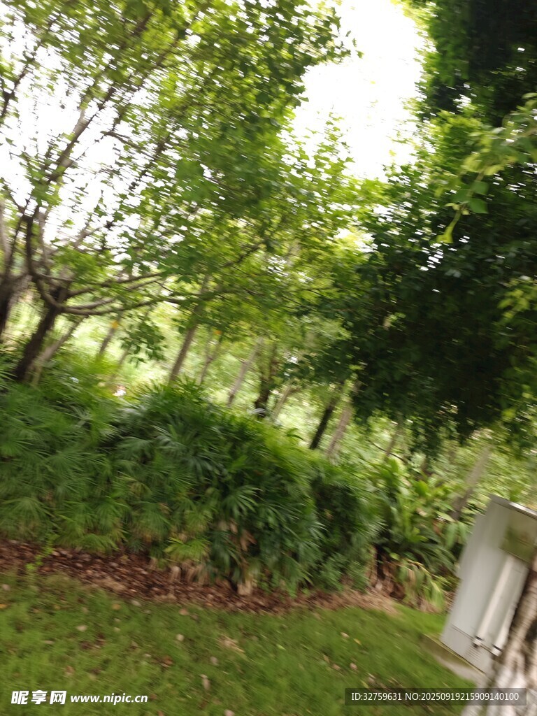 绿意盎然的户外庭院景观