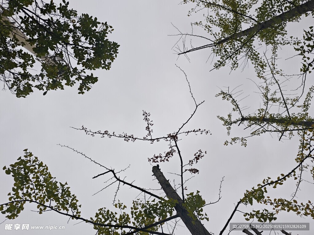 仰视树枝与天空景象
