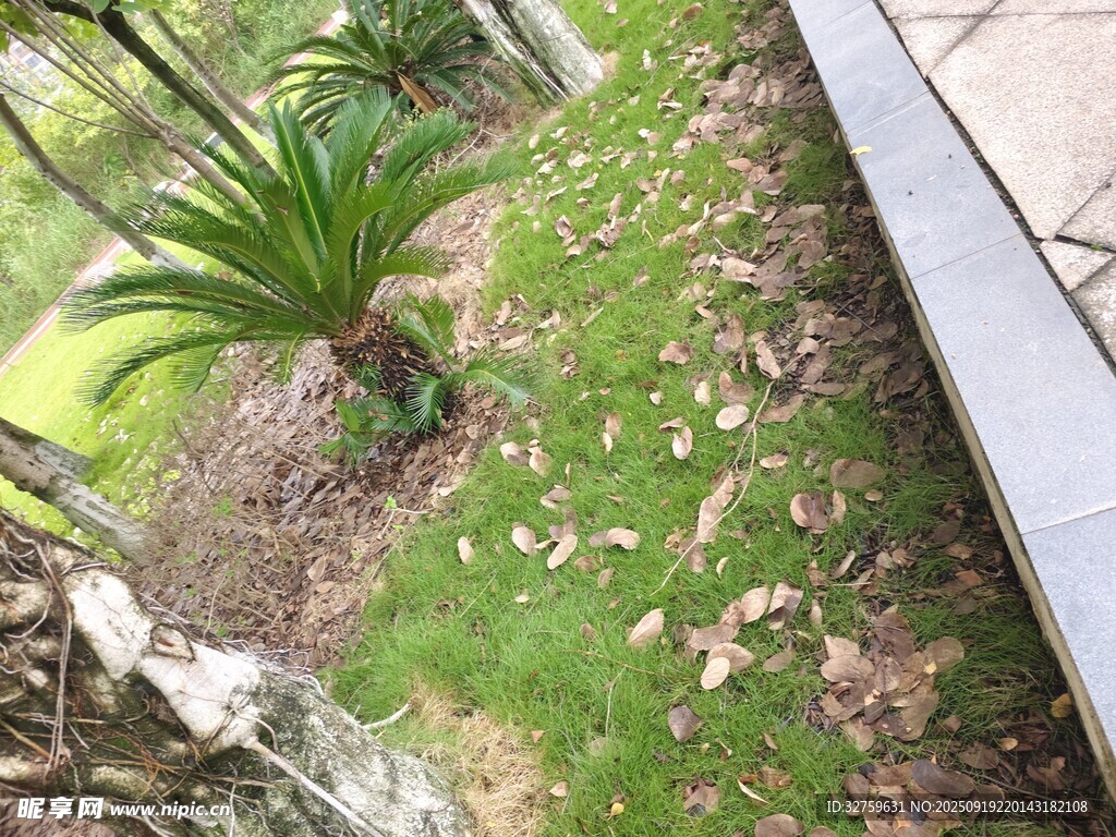 庭院绿植景观一角
