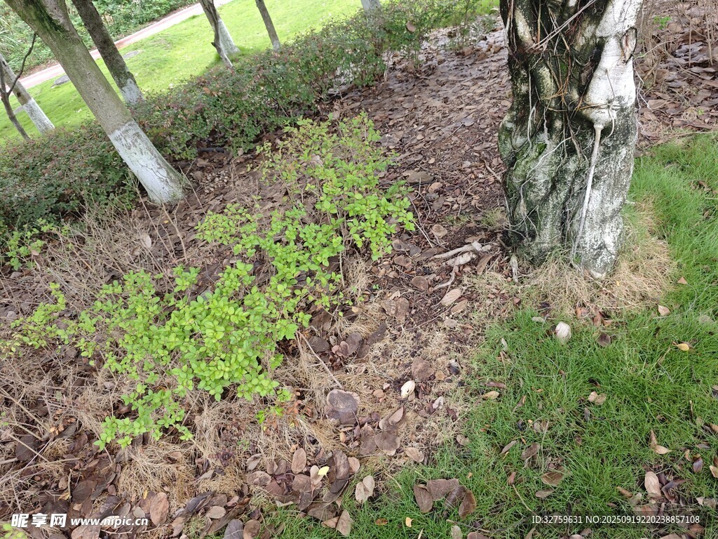 树下新生绿植景观