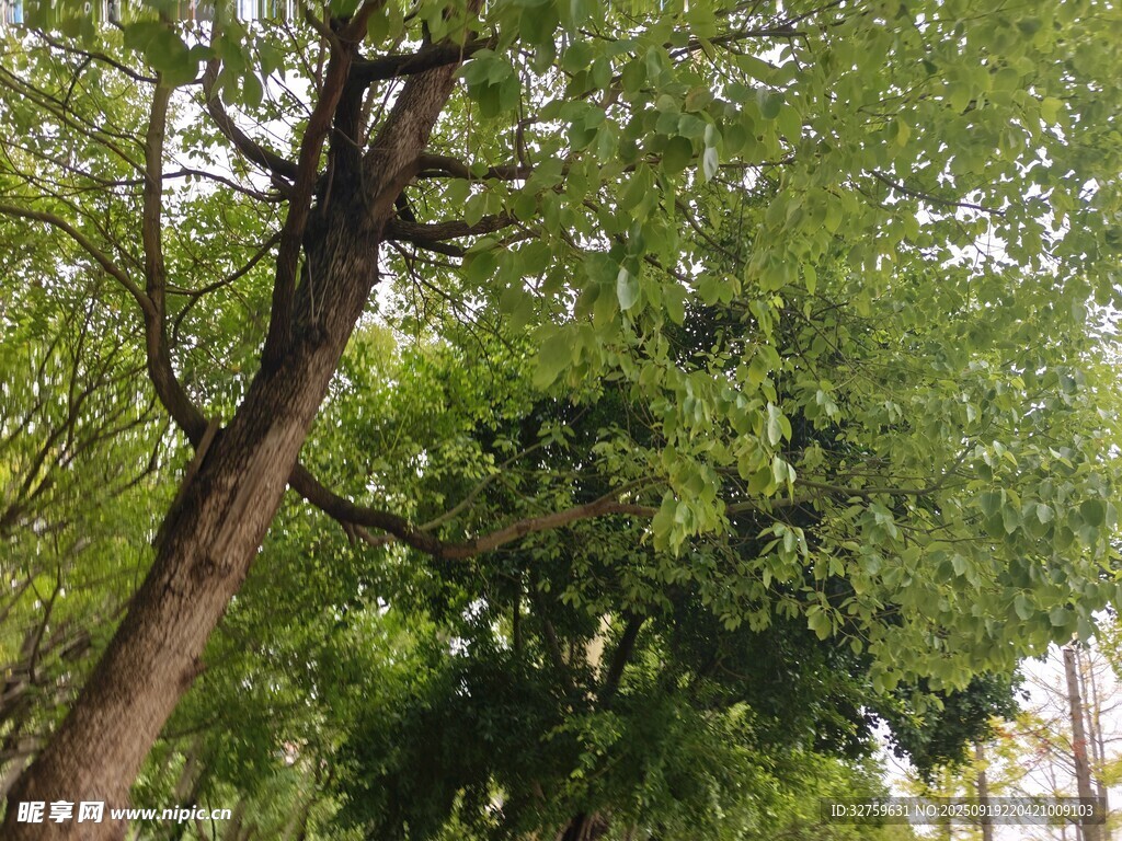 繁茂绿树展现自然生机