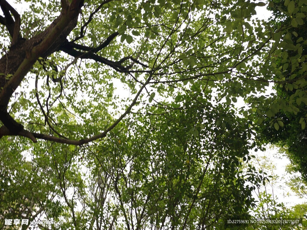 繁茂树冠下的绿意世界