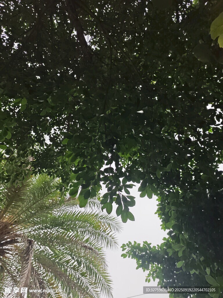 仰视繁茂绿树树冠