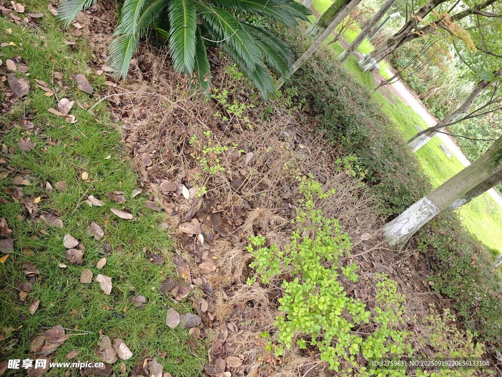 户外草地与绿植景象
