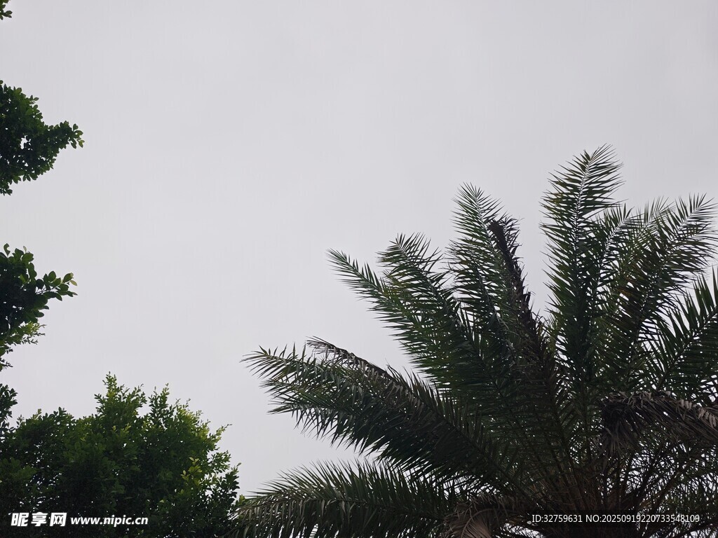 天空下的棕榈树与绿树