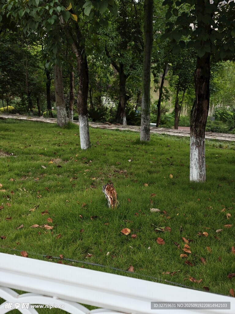 绿意盎然的林间草地
