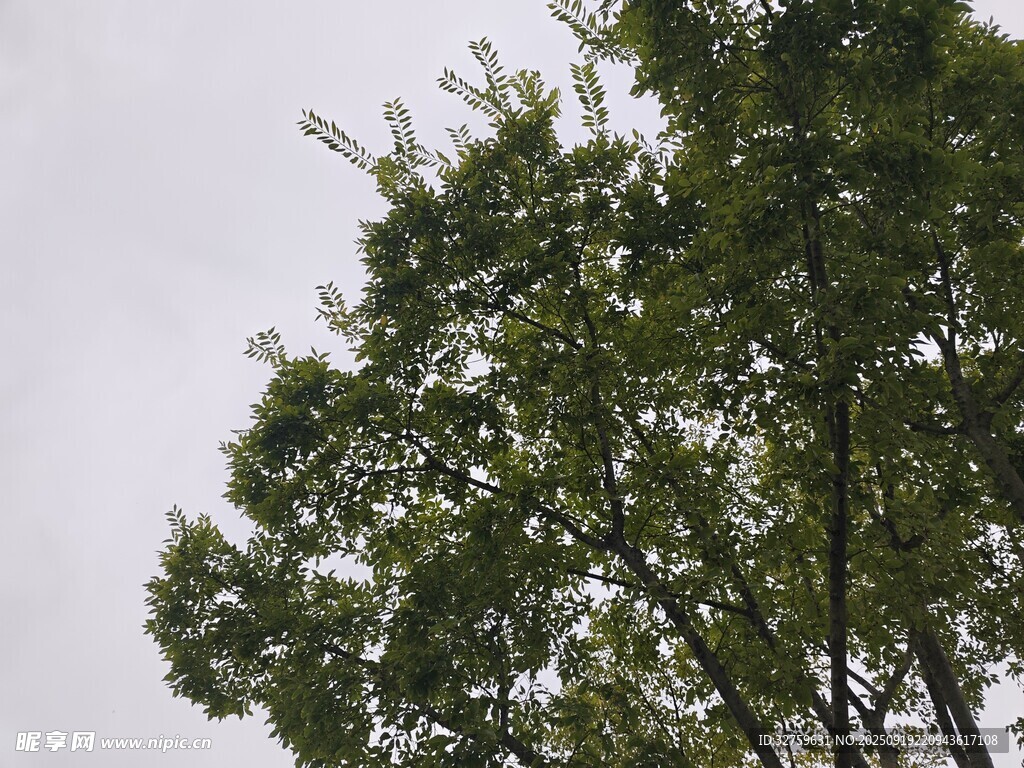 向上生长的繁茂绿树