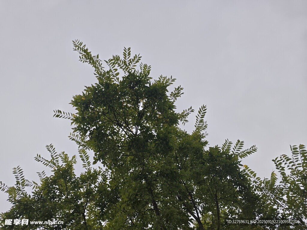 树梢上的绿意