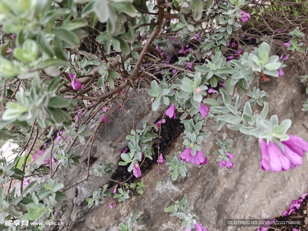 紫色花卉攀爬于绿植间