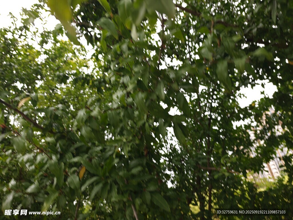 繁茂绿叶植物景观