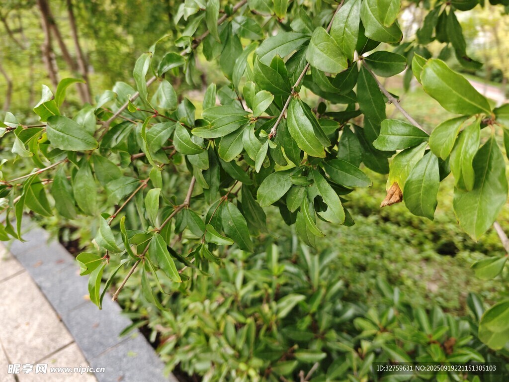 绿叶繁茂的路边绿植