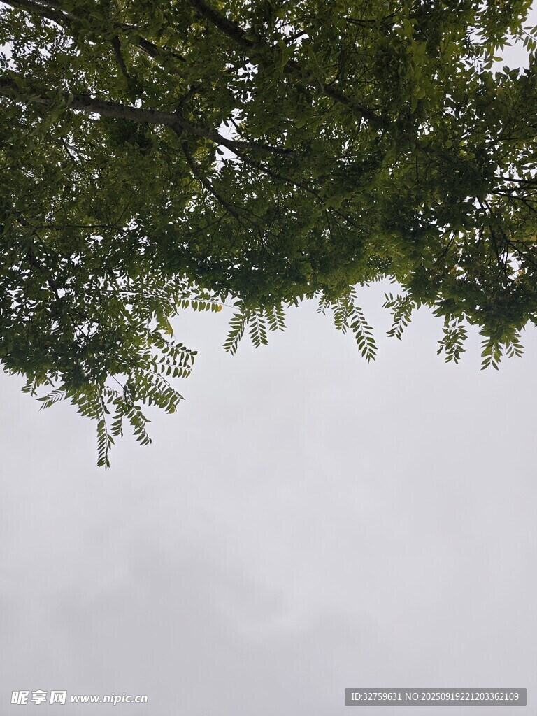 仰视树冠下的灰白天空