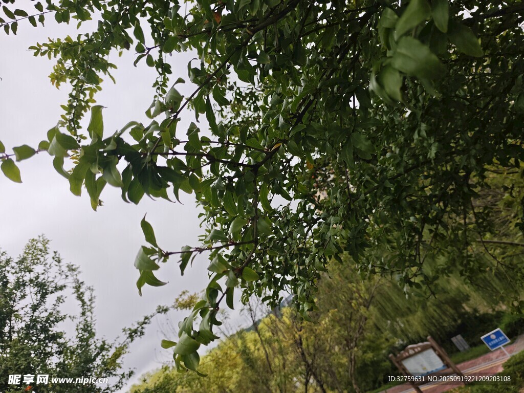 绿荫下的户外景致
