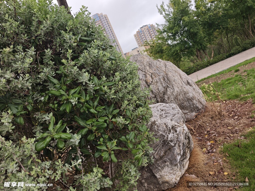 户外岩石旁的绿植景观