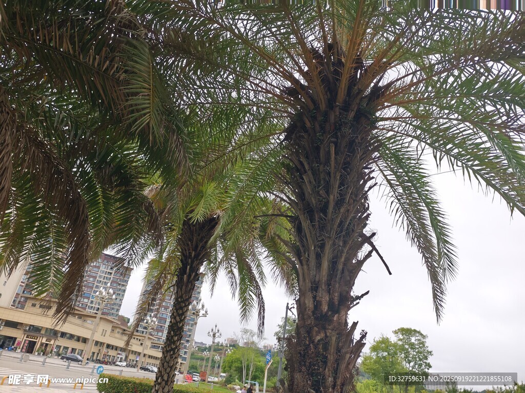 户外高大棕榈树景观