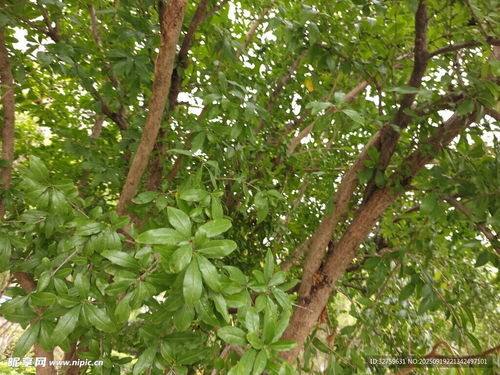繁茂绿树