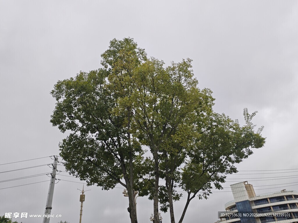 户外挺拔绿树
