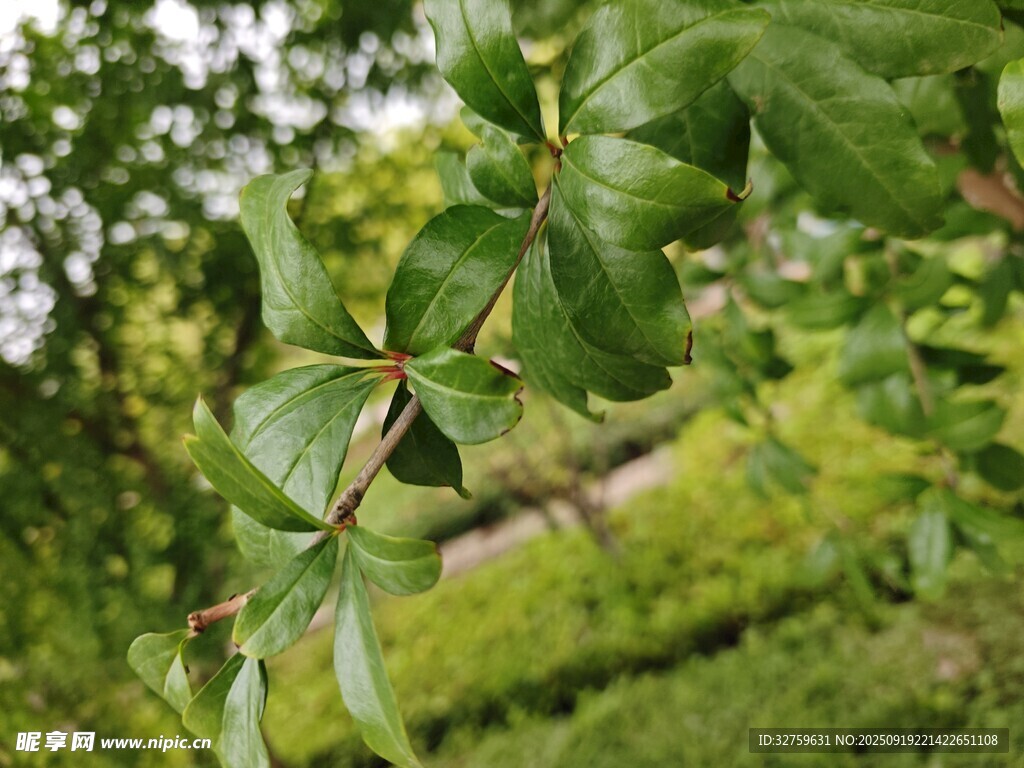 绿叶繁茂的树枝特写