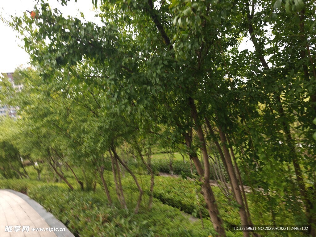 林间小道旁的葱郁绿植