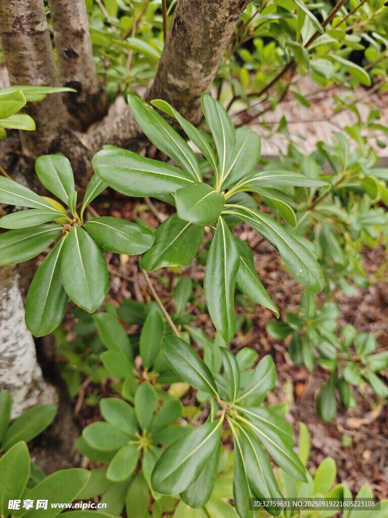 绿叶植物特写