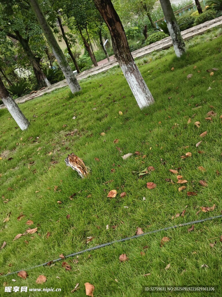 秋日草地与树木景观