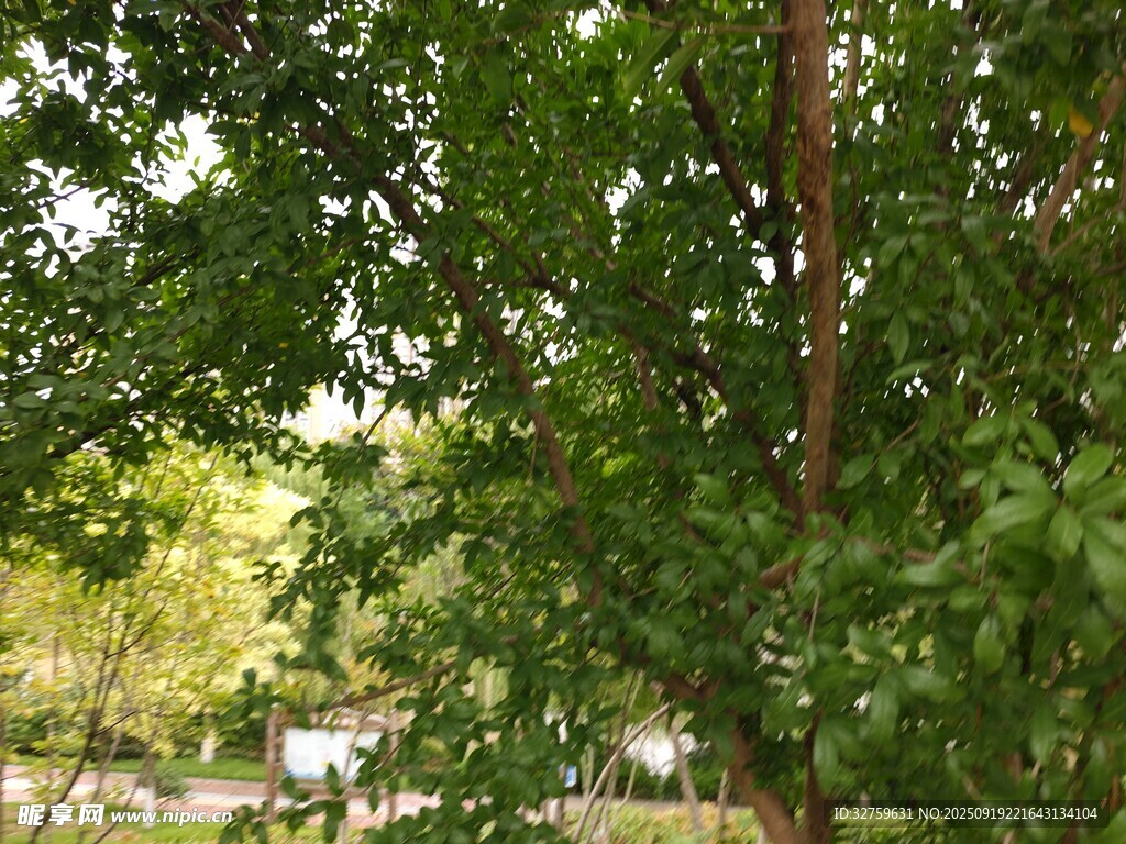 繁茂绿树间的自然景致