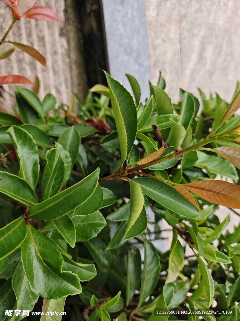 翠绿繁茂的室内绿植