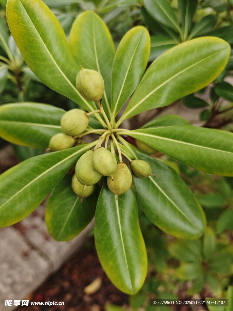 绿叶间的青果植物特写