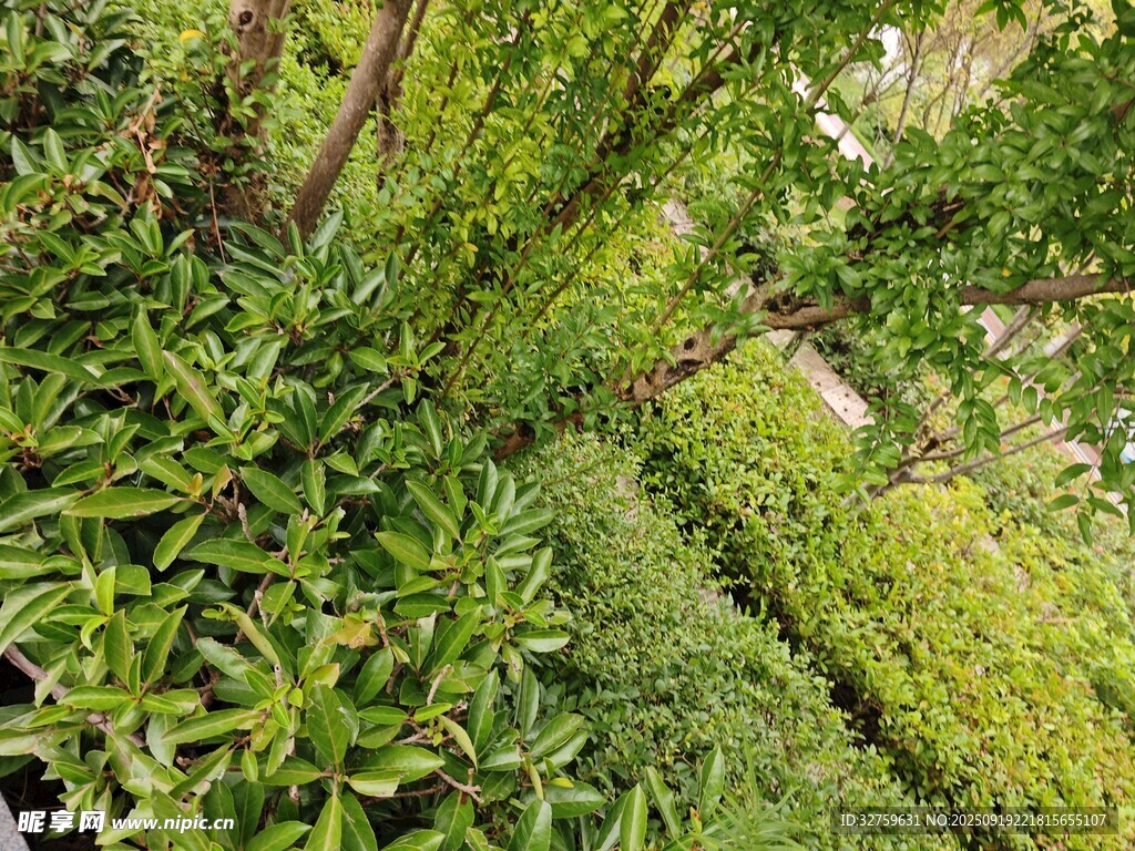 绿意盎然的繁茂植物景观