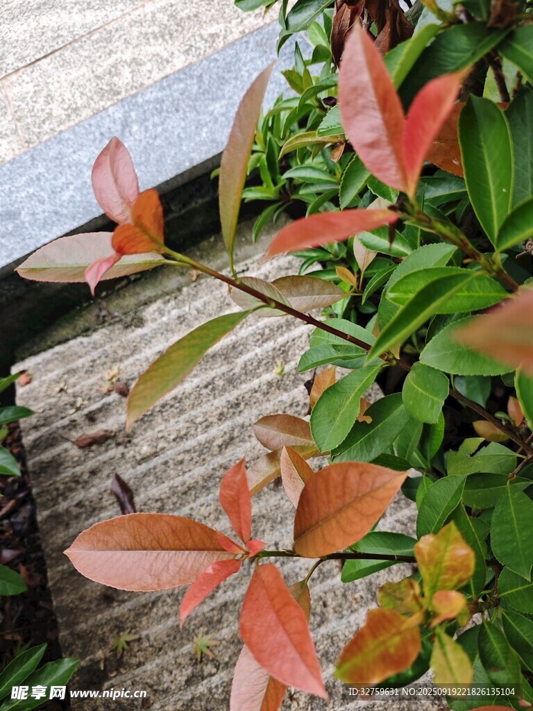 石缝间的多彩植物