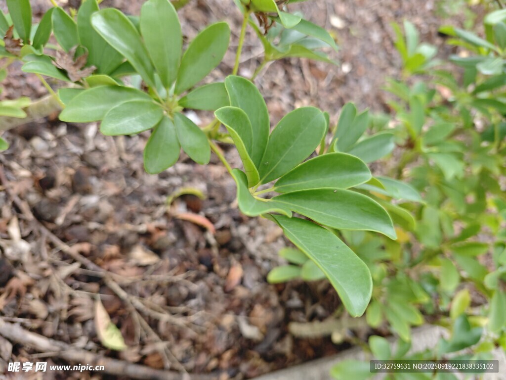 绿叶植物近景特写