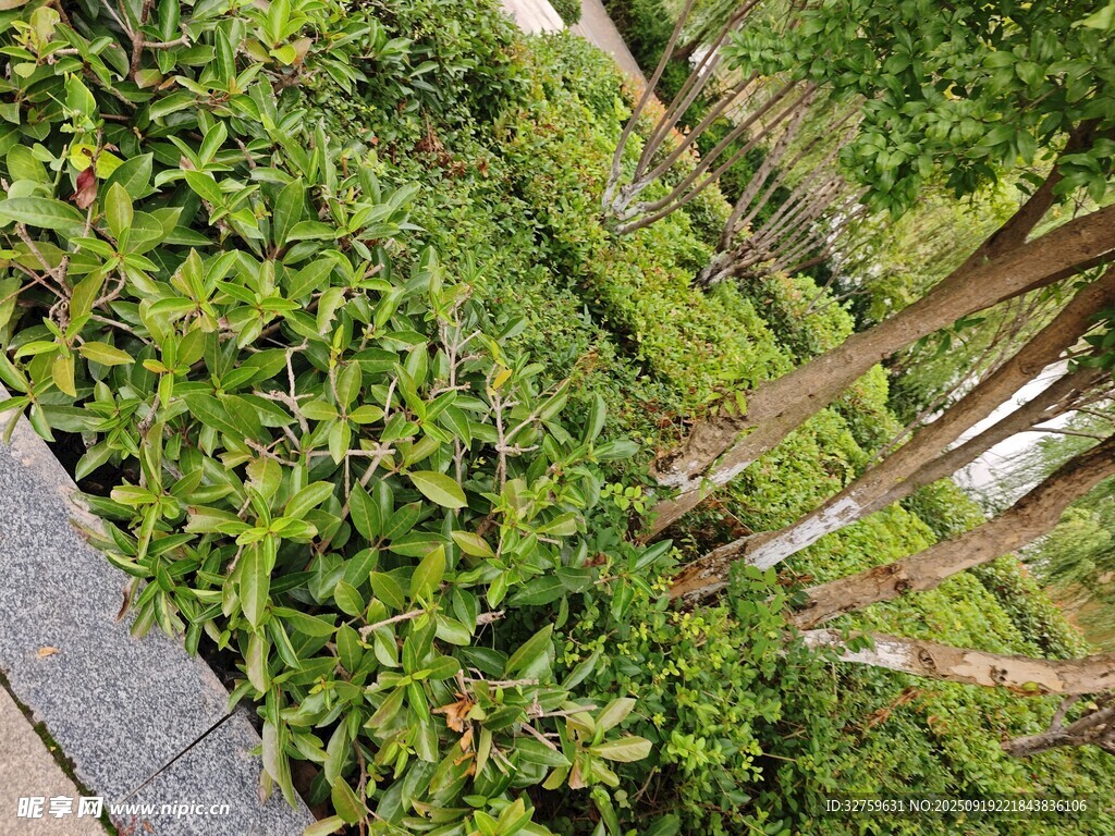 绿植景观