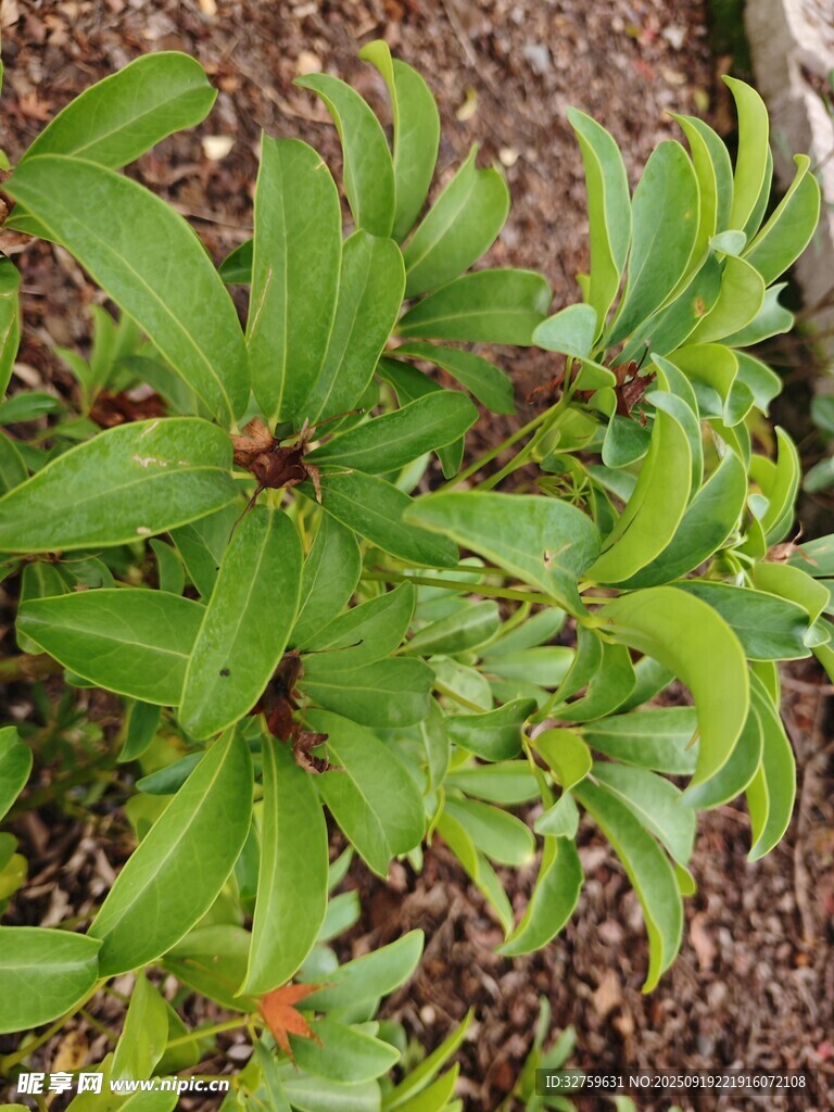 绿叶植物特写