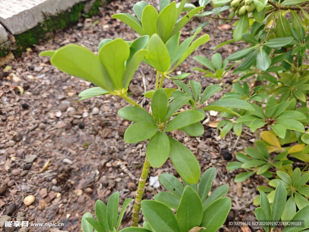 绿叶植物生长于泥土中