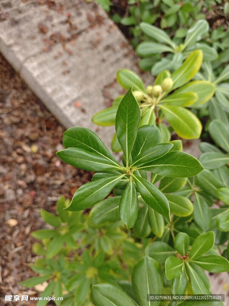绿叶植物特写